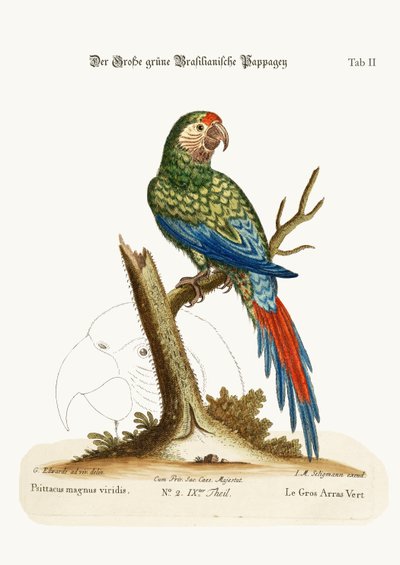 The Great Green Macaw by George Edwards